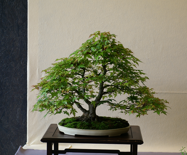 Une petite galerie de l'expo bonsai de Monaco Monacojuin20087083