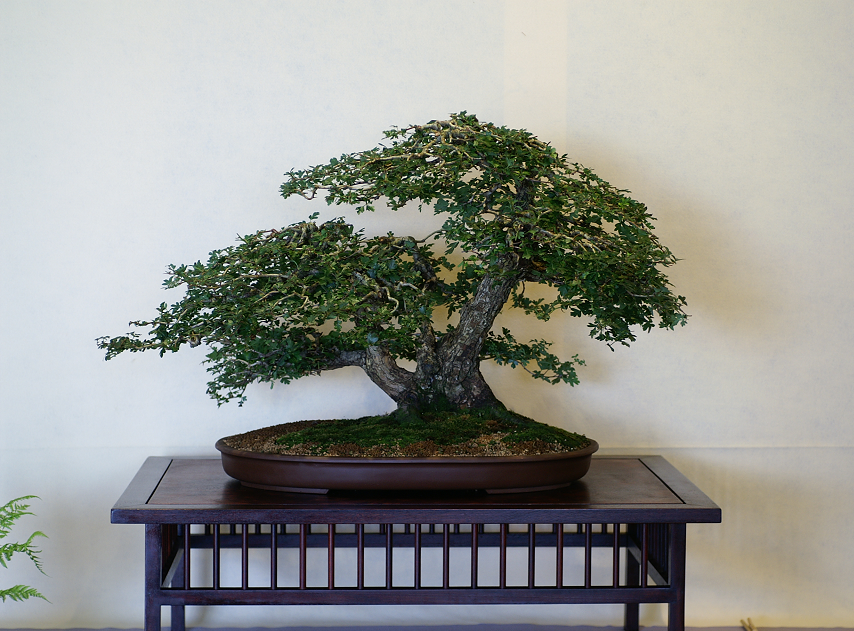 Une petite galerie de l'expo bonsai de Monaco Monacojuin20087094