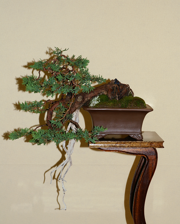 Une petite galerie de l'expo bonsai de Monaco Monacojuin20087100