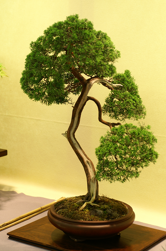 Une petite galerie de l'expo bonsai de Monaco Monacojuin20087103