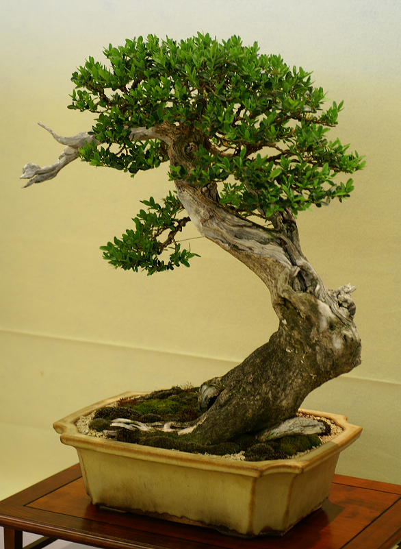 Une petite galerie de l'expo bonsai de Monaco Monacojuin20087105