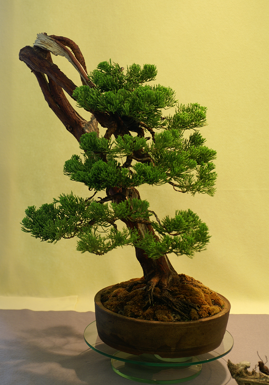 Une petite galerie de l'expo bonsai de Monaco Monacojuin20087107