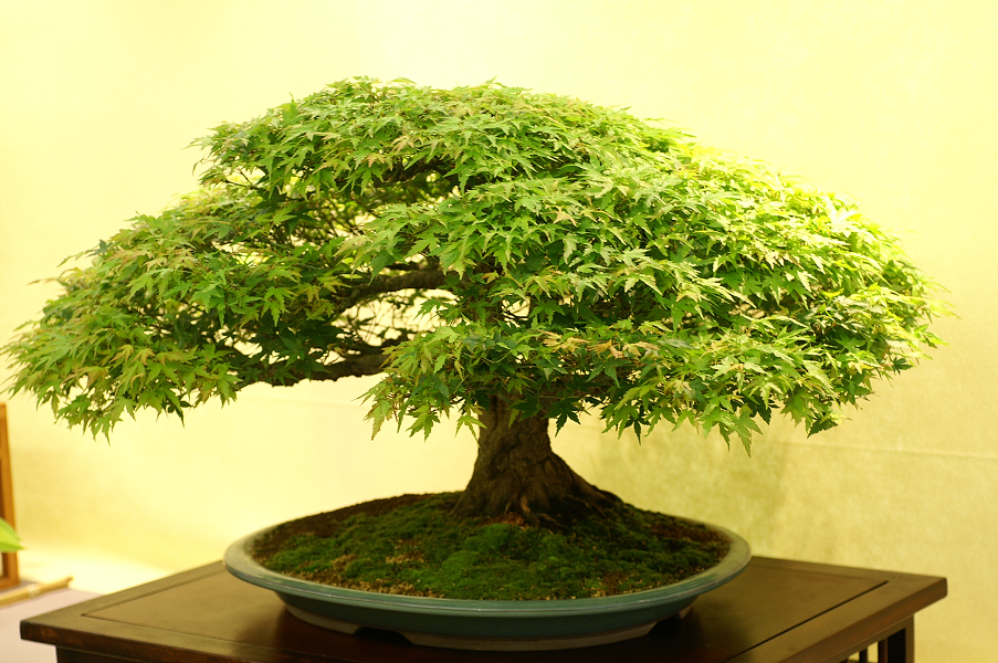 Une petite galerie de l'expo bonsai de Monaco Monacojuin20087108