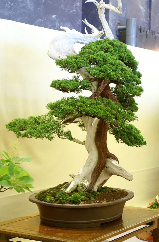 Une petite galerie de l'expo bonsai de Monaco Monacojuin20087110