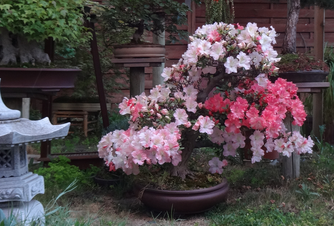 Rhododendrons et Azalées Nenufar%205%206%202016%20102g_zpsft0xadup