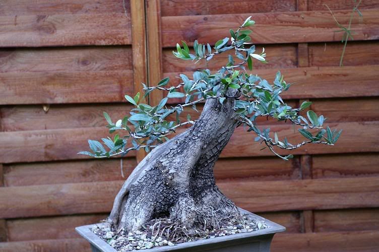 bonsai et prébonsai d'oliviers: les troncs... Olea2006