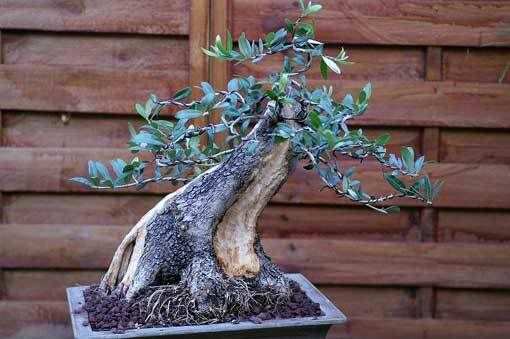 bonsai et prébonsai d'oliviers: les troncs... Olea20062