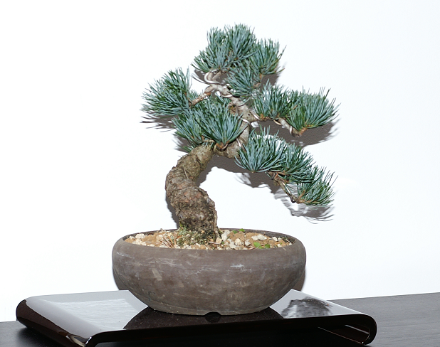 Un nouvel achat, Pinus pentaphylla de chez laurent breysse Bonsai2009007