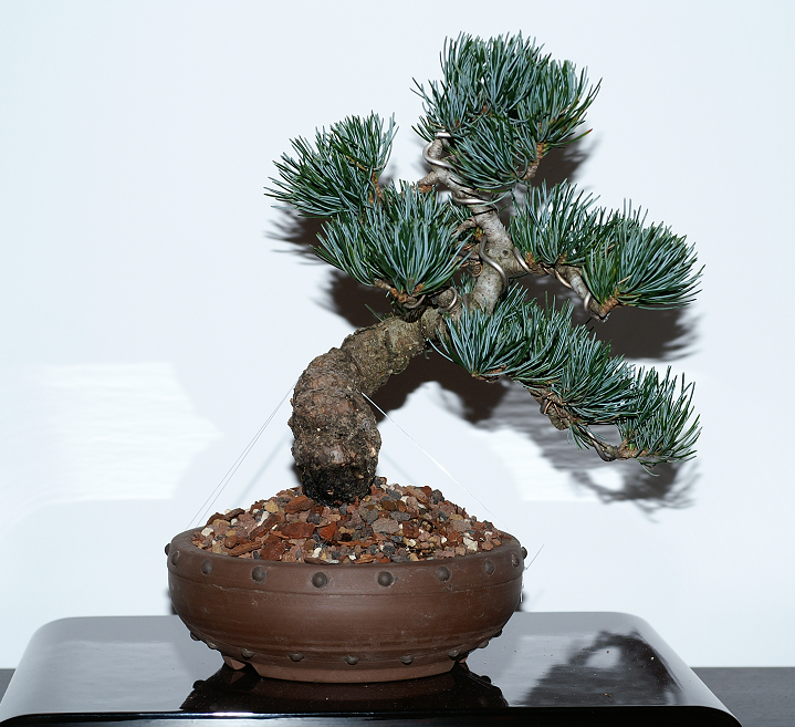 Un nouvel achat, Pinus pentaphylla de chez laurent breysse Bonsai2009050-1