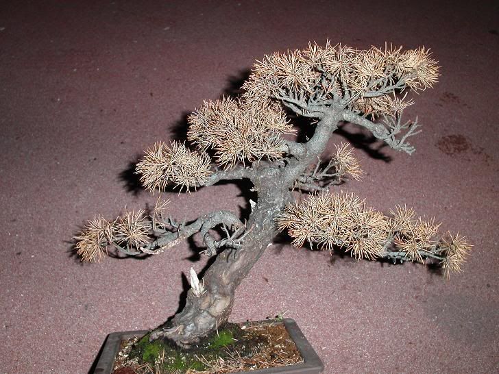 Pinus thunbergii qui végète. Mesbonsais014