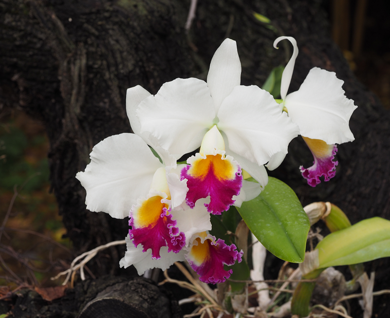 Cattleya Cynthia (1927) 'Model' Orchids%2022%2011%202016%20064m_zpskg1wx2ae