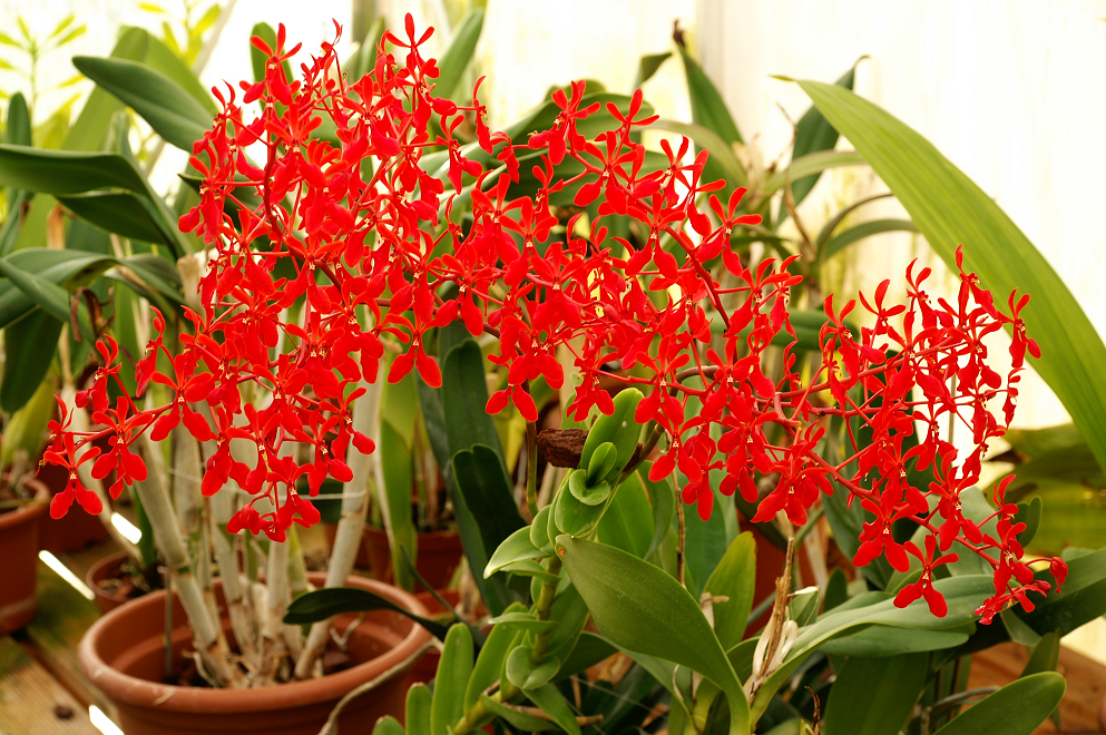 Renanthera étiquetée philippinensis Bonsai2009nov047