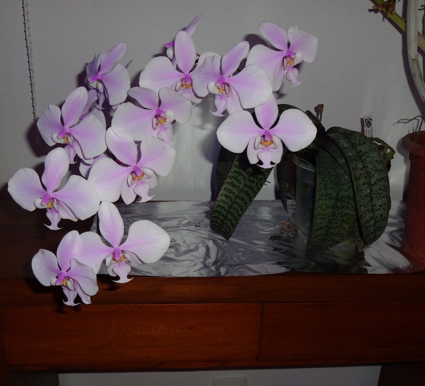 Phalaenopsis schilleriana Orchi%2021%203%202015%20009f_zpsvpttycqw