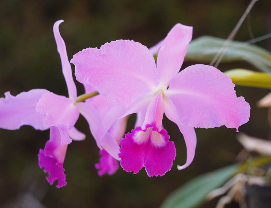 Cattleya lawrenceana Orchid%2010%2012%202015%20030f_zpsmlanw829