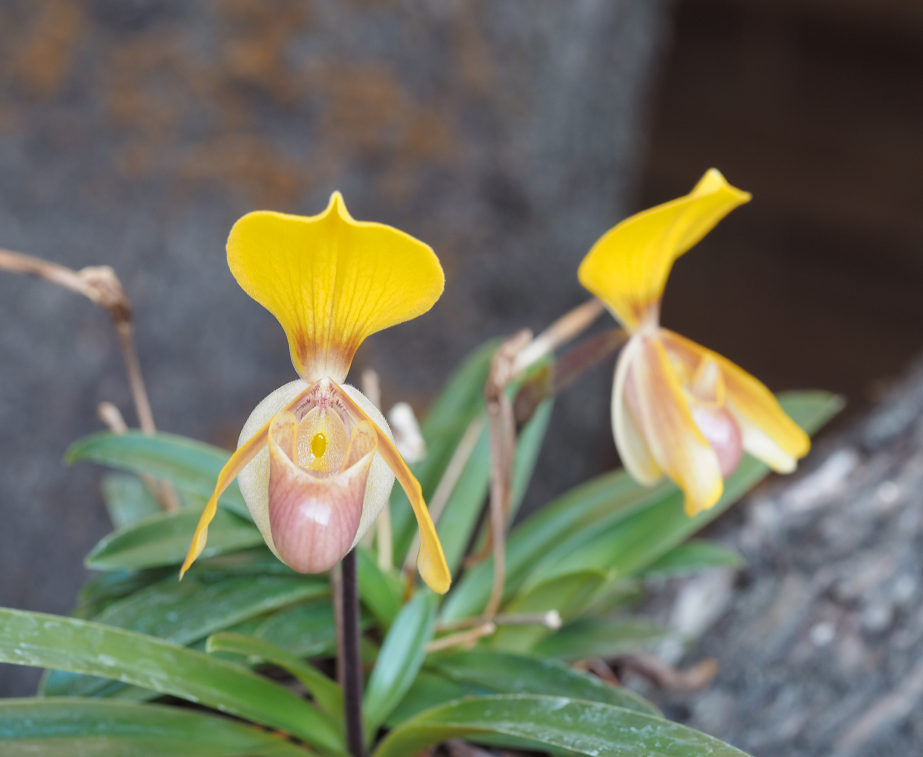 Paphiopedilum helenae  Orchid%2017%209%202015%20098k_zpsxptdtvce