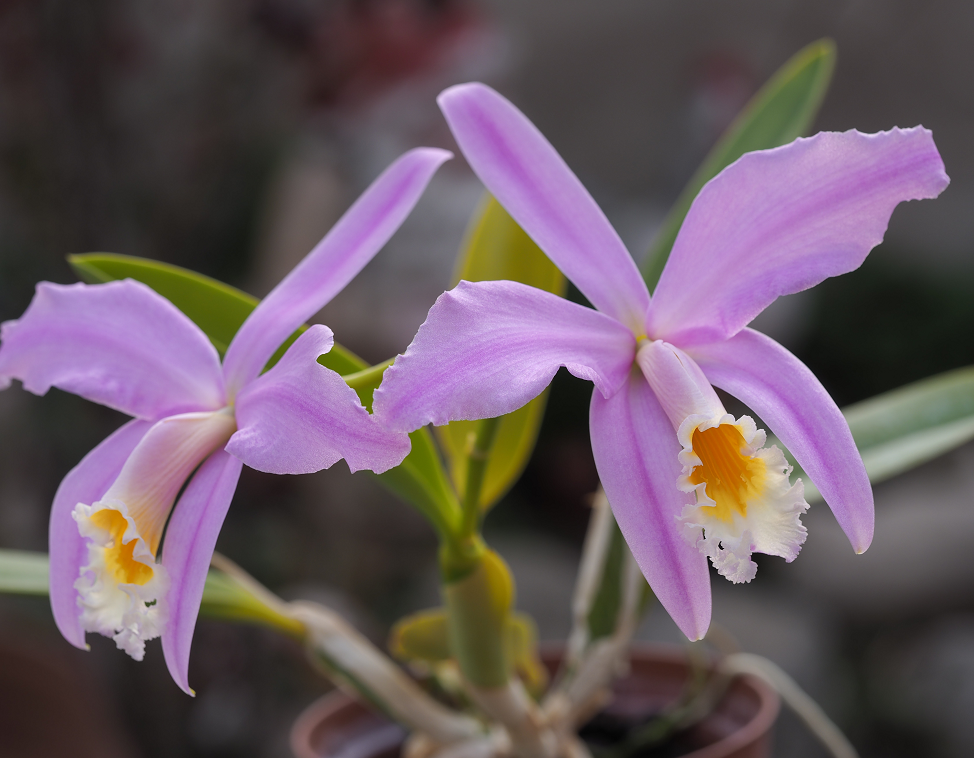 Cattleya (Laelia) jongheana Orchid%2020%203%202016%20045d_zps29kzdkix
