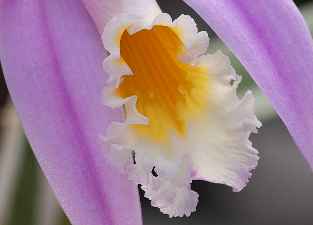 Cattleya (Laelia) jongheana Orchid%2020%203%202016%20045dd_zpsg8pti2vl