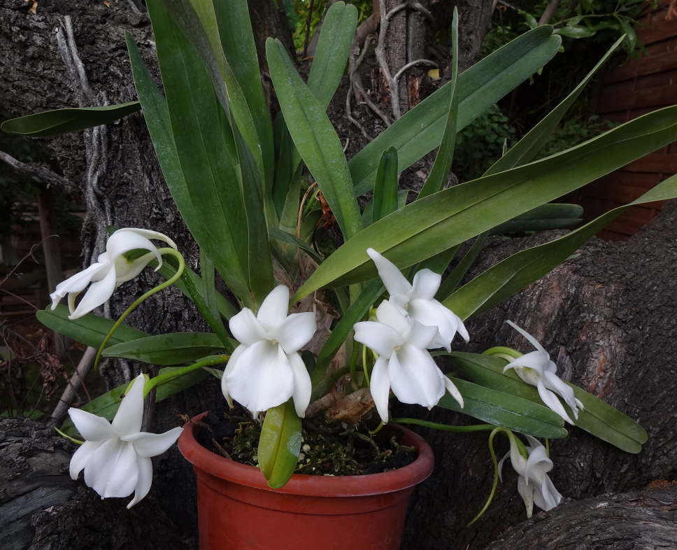 Angraecum magdalenae  Orchid%2020%206%202016%20025f_zpsumcdmo48
