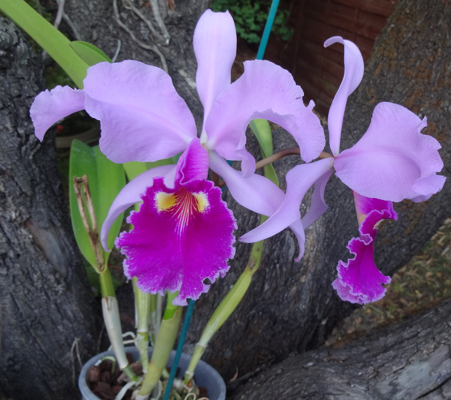 Cattleya warscewiczii 'Escura' (syn. gigas) Orchid%2020%206%202016%20027f_zpsgdto0nhm