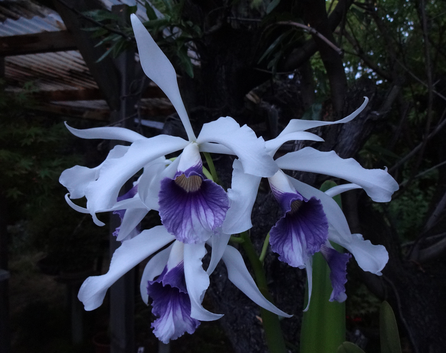 Cattleya (Laelia) purpurata f. coerulea Orchid%2020%206%202016%20046f_zpsdjxclmrk