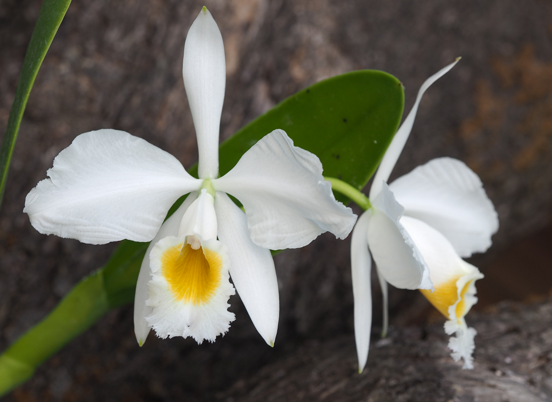 Cattleya wallisii (eldorado) f. alba Orchid%2022%207%202016%20001v_zpsdgrbvvtu