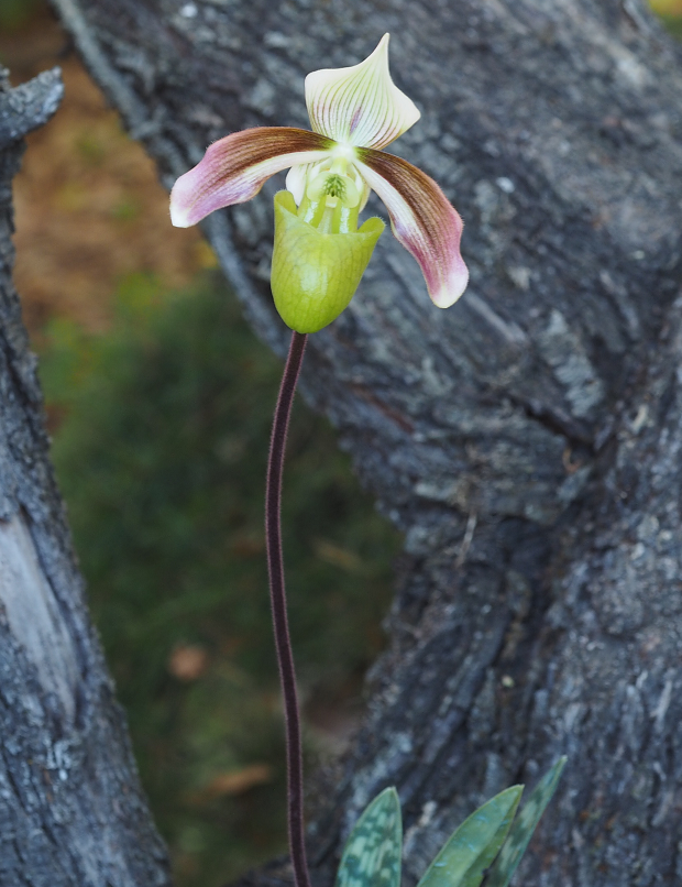 Paphiopedilum violascens  Orchid%207%2011%202016%20048f_zps2zyooou8