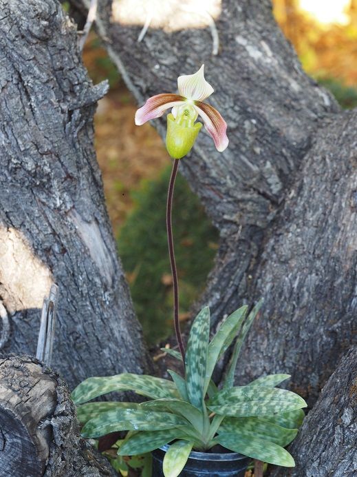 Paphiopedilum violascens  Orchid%207%2011%202016%20054_zps1lkybafg