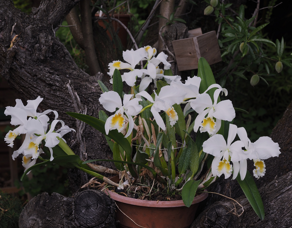 Cattleya mossiae f.wageneri Orchids%20%2022%205%202017%20020d_zpsgwxjrjwk