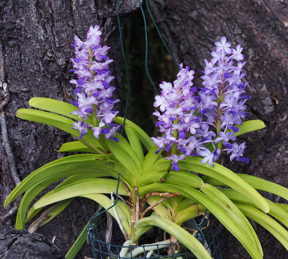 Rhynchostylis coelestis blue  Orchids%20%2022%205%202017%20043d_zpsjghchtei