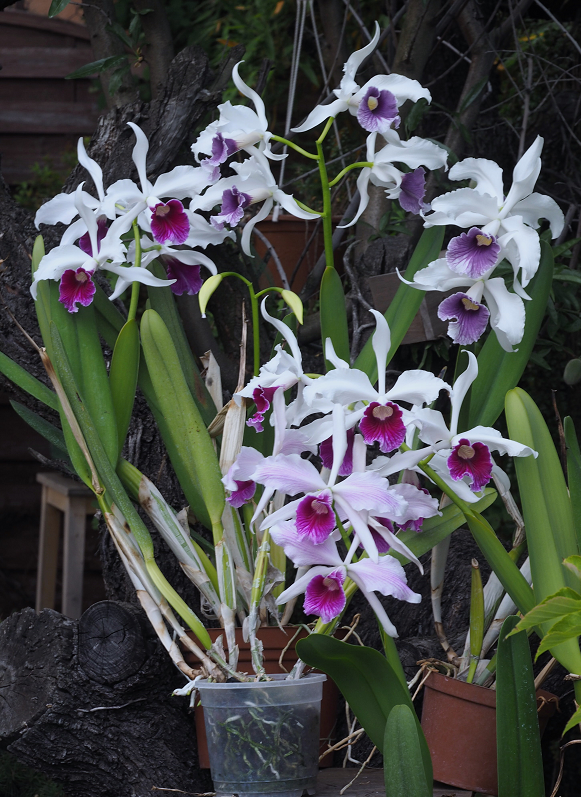 Laelia purpurata Orchids%20%2022%205%202017%20050d_zpsbw432cug