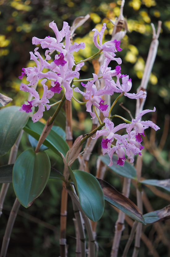 Cattleya amethystoglossa Orchids%20%2024%202%202016%20078r_zpszjfjhc0j