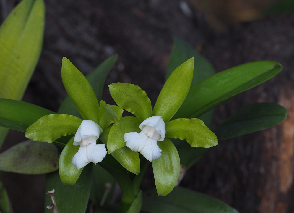 Cattleya guttata f. alba Orchids%201%208%202015%20097l_zpsjqkknp1s
