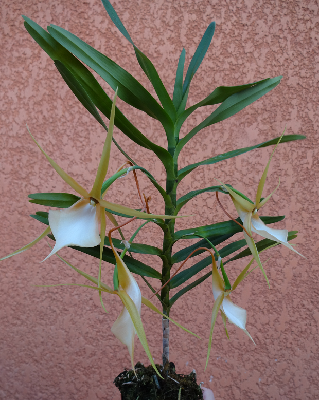 Angraecum viguieri Orchids%2012%204%202015%20071d_zpsiire62vq