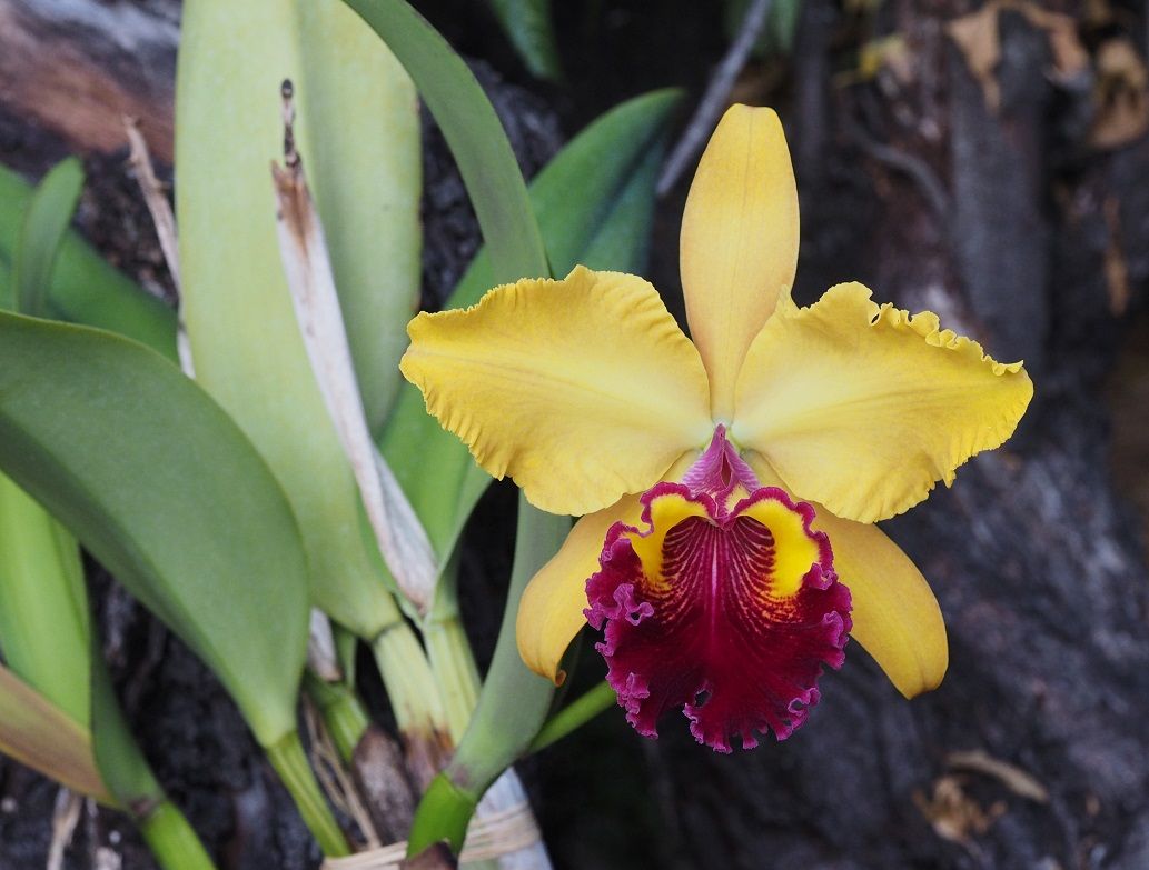 Laeliocattleya Orcade 'Perfection' Orchids%2012%209%2020%20002_zpsyya8wqgu