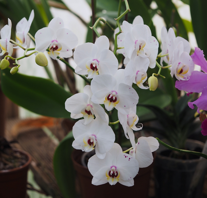 Phalaenopsis "keujèmeubien" Orchids%2014%203%202017%20020d_zpsshfqhjby