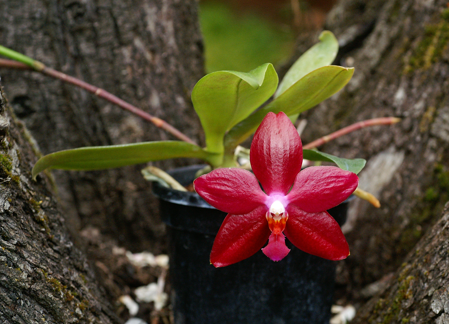 Phalaenopsis Miva Orchidouxdingue Orchids%2021%203%202015%20045f_zpsraviqvzq