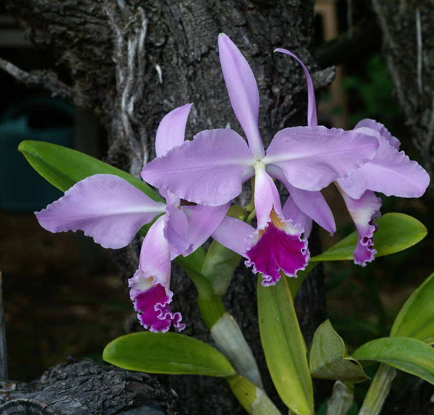 Cattleya warneri Orchids%2027%206%202015%20019u_zpsvjpv3cku