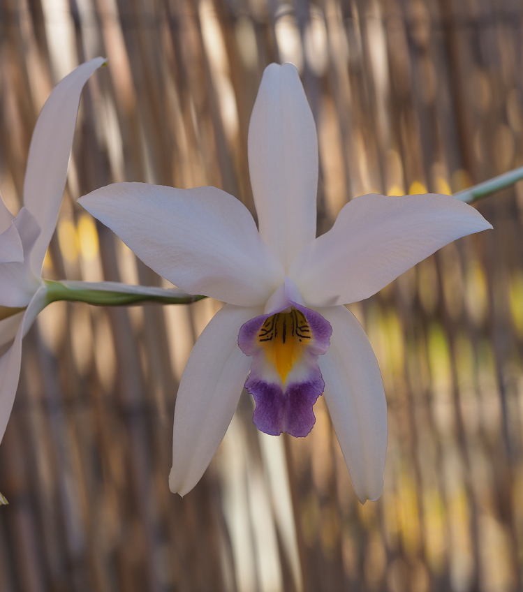 Laelia anceps f.coerulea  Orchids%204%202%202016%20004v_zps0ymhmtgv