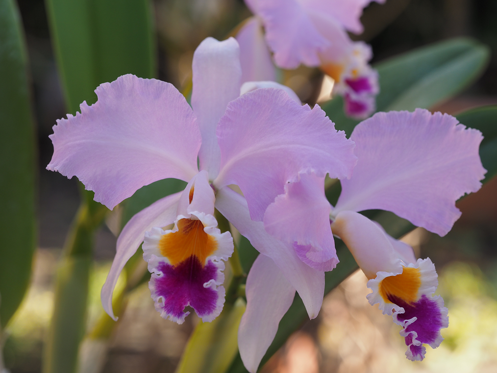 Cattleya Adela 1898 (percivaliana x trianae) Orchids%204%202%202016%20090v_zpshibqwt7a