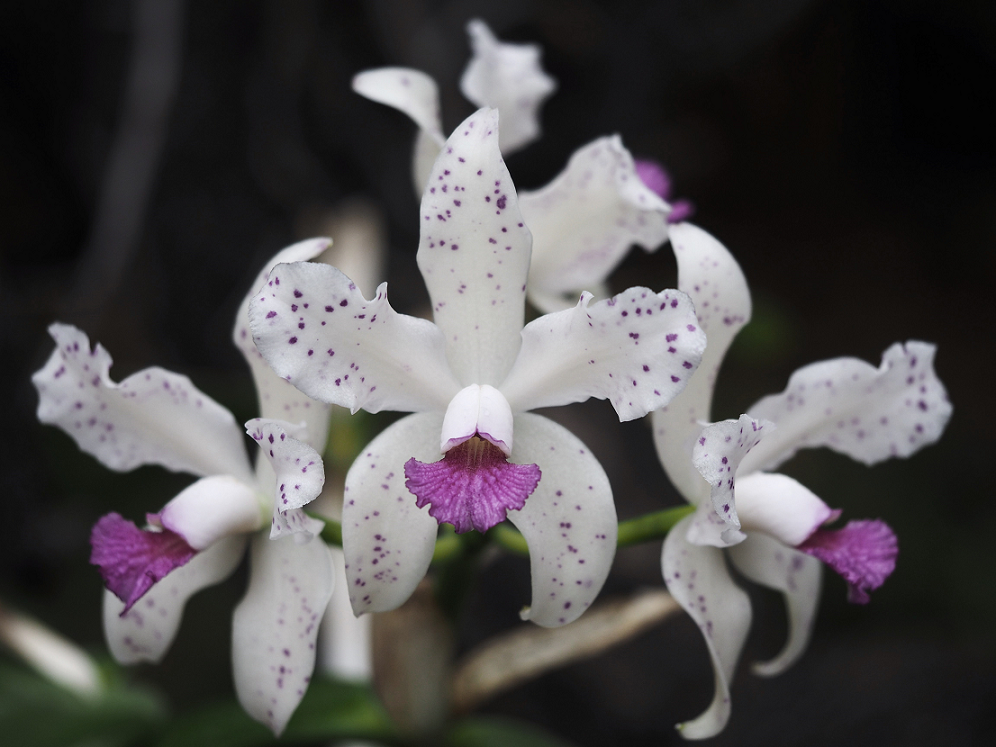 Cattleya amethystoglossa f. coerulea Orchids%207%202%202017%20017f_zpsuv4maqqg