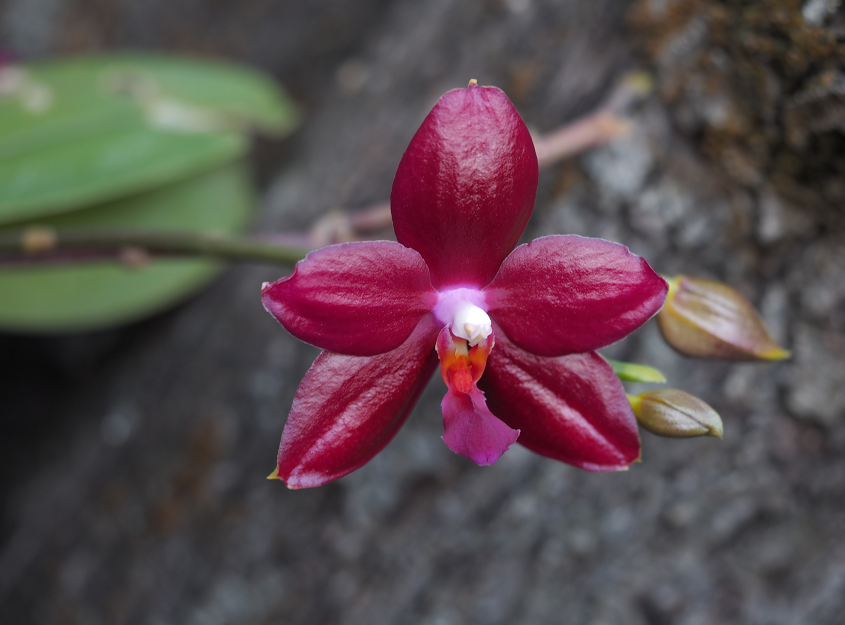 Phalaenopsis Miva Orchidouxdingue Orchids%208%204%202016%20078k_zpsjlcunr0y
