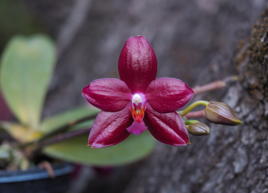 Phalaenopsis Miva Orchidouxdingue Orchids%208%204%202016%20094k_zpsrurq3pf0