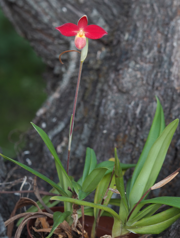 Phragmipedium besseae Orchids%208%204%202016%20142j_zpslx1kjlew