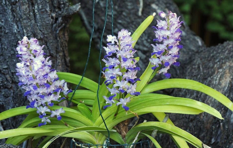 Rhynchostylis coelestis 'blue' Orchids%208%207%202016%20012ada_zpslprlfqh1