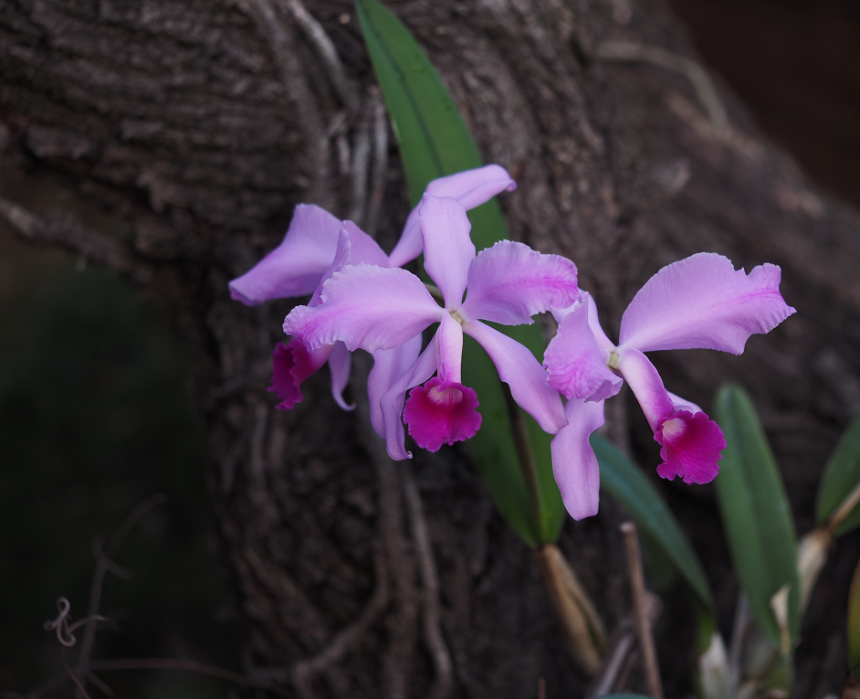 Cattleya lawrenceana Orchids%209%203%202017%20004c_zpssqfq7zcm