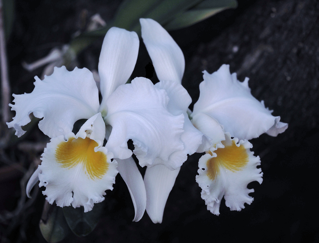 Cattleya blanc  Orchids%209%203%202017%20095cc_zpsic9fov8o