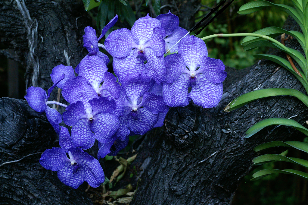 Vanda Sansai Blue  Orchids1192014002t_zps26f37e20
