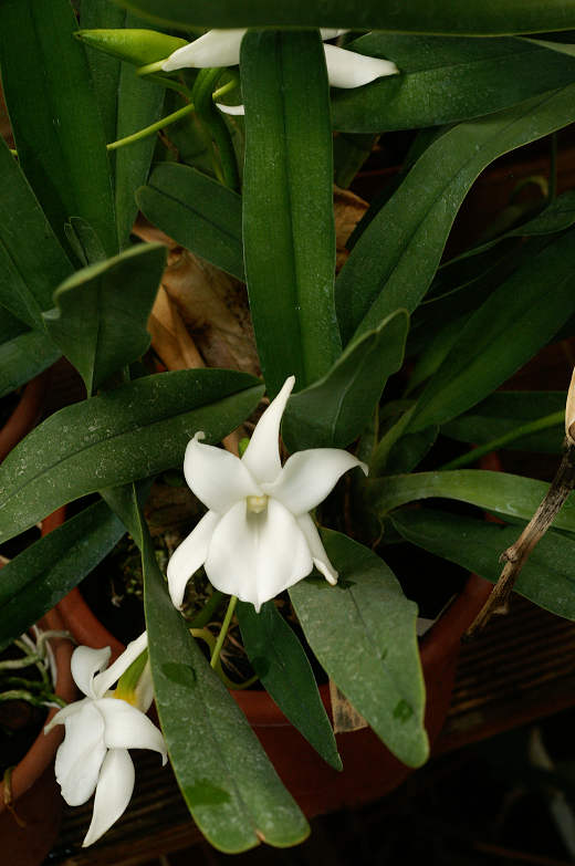 Angraecum magdalenae  Orchids1272014006f_zps23f22b65