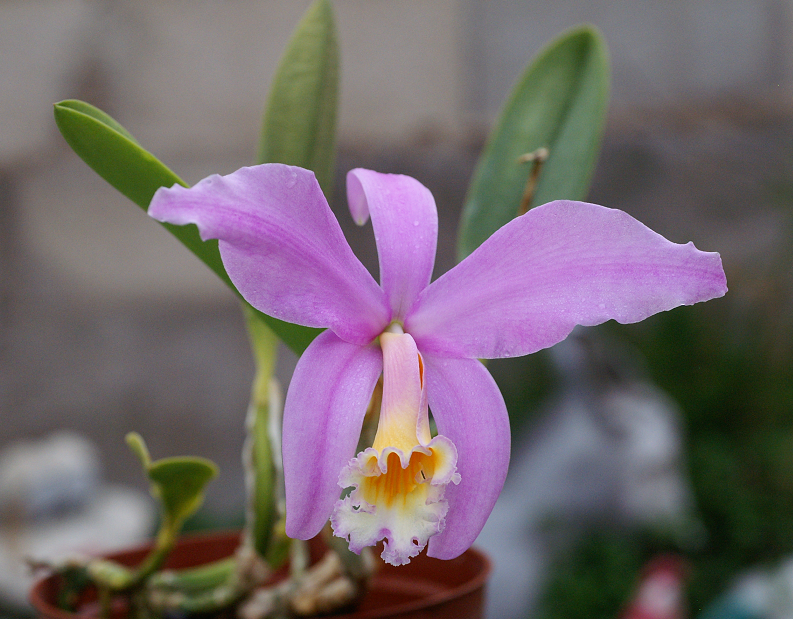 Cattleya (Laelia) jongheana Orchids142014016b_zps23935a93
