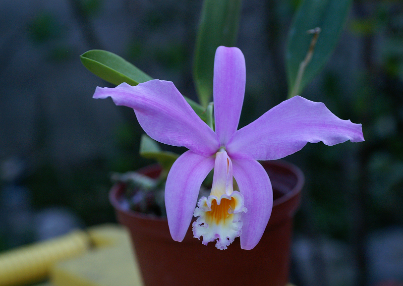 Cattleya (Laelia) jongheana Orchids142014122n_zps70ce8c6a